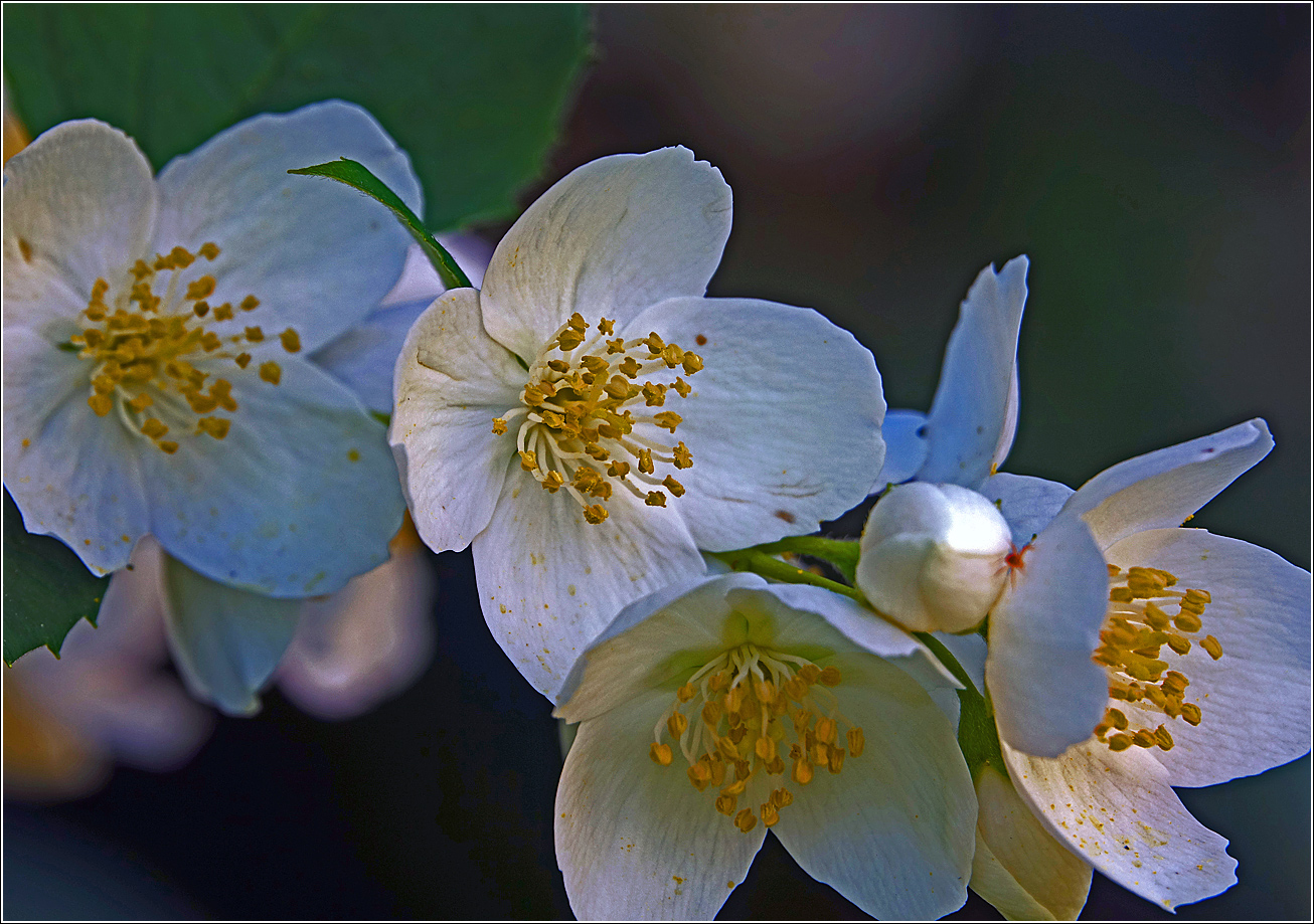 Изображение особи Philadelphus pubescens.