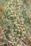 Artemisia pontica