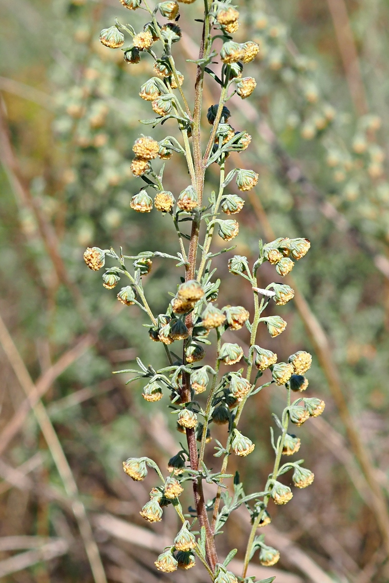 Image of Artemisia pontica specimen.