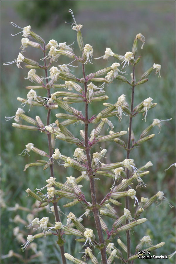 Image of Silene viscosa specimen.