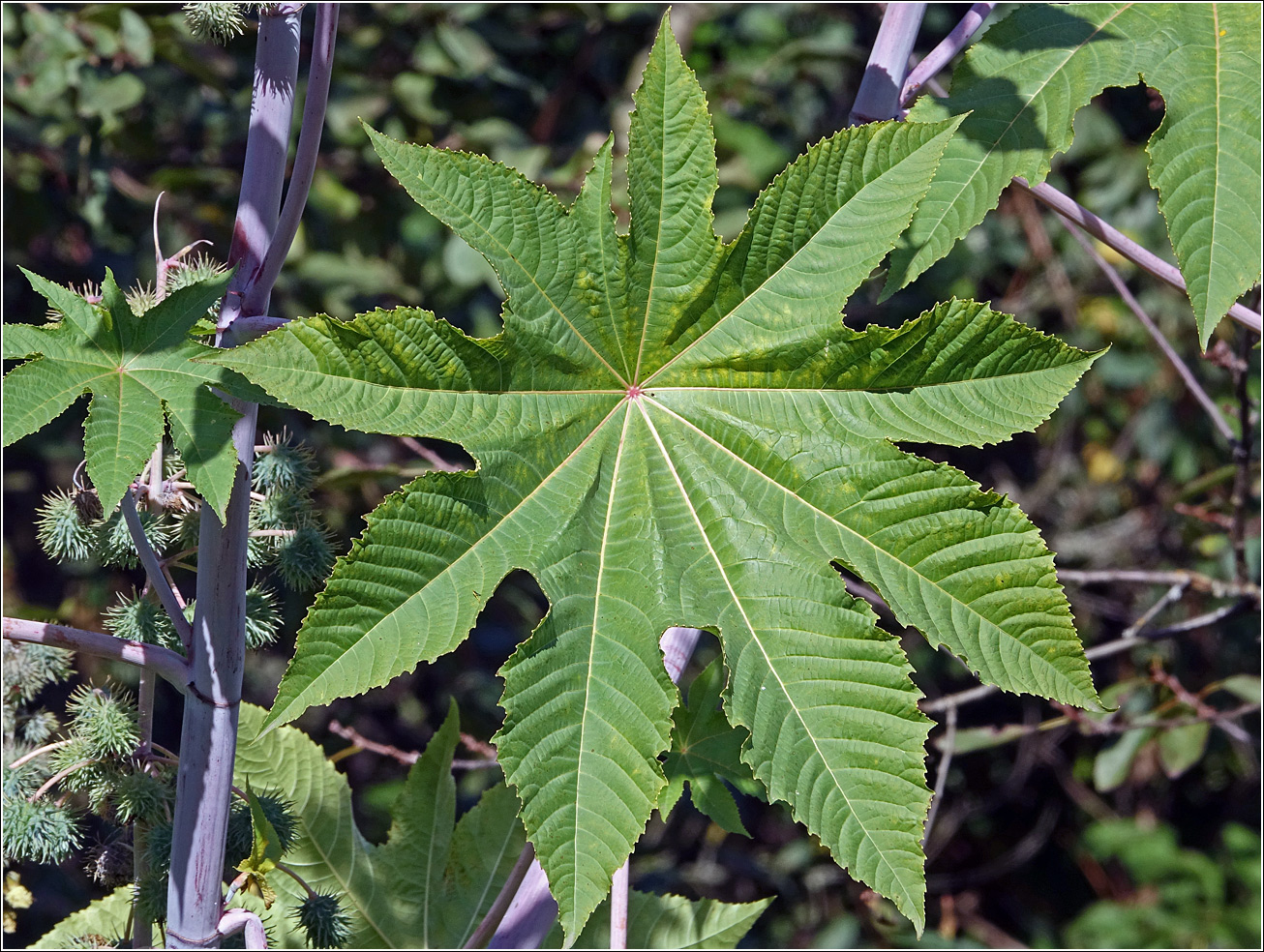 Image of Ricinus communis specimen.