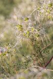 Clematis lathyrifolia