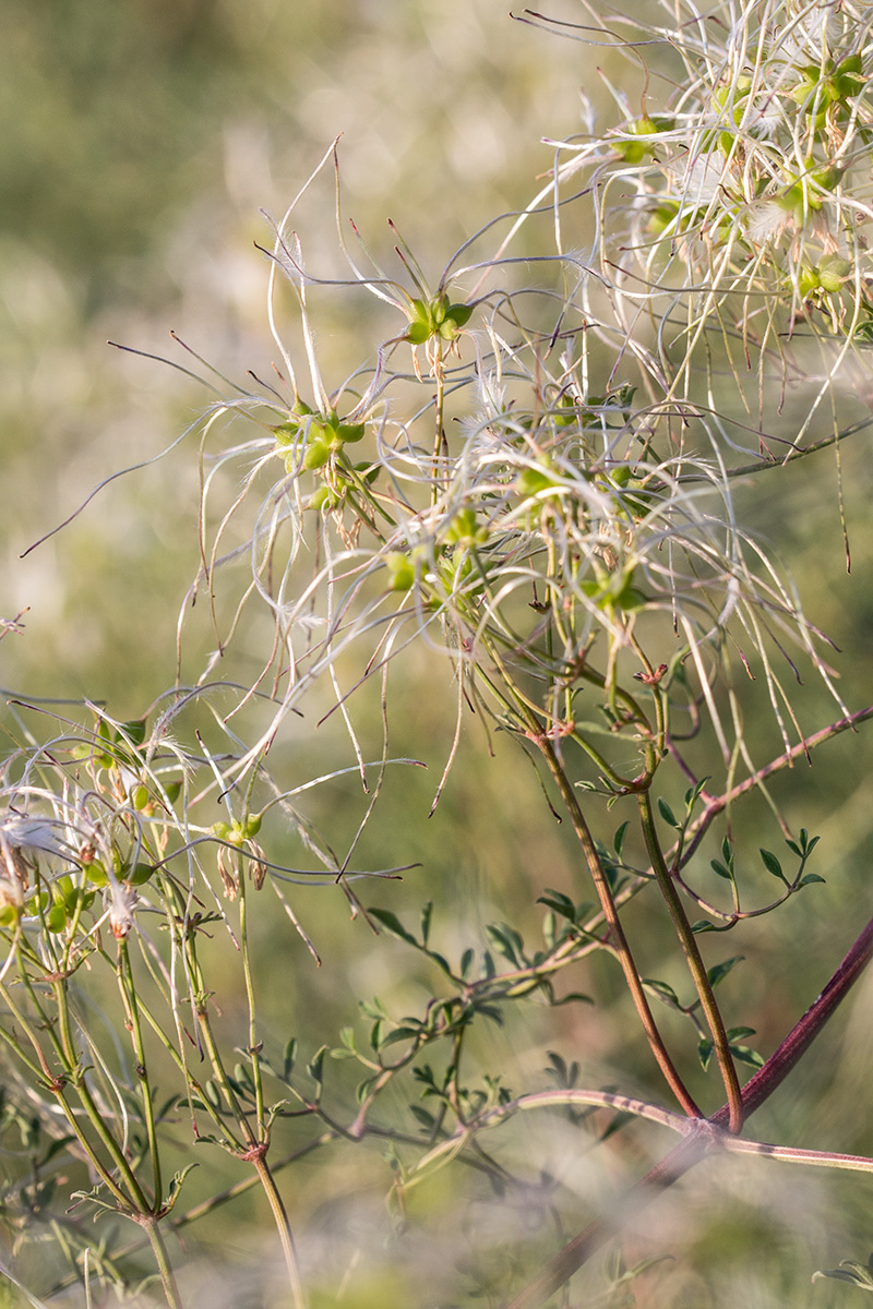 Image of Clematis lathyrifolia specimen.