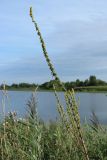 Verbascum nigrum