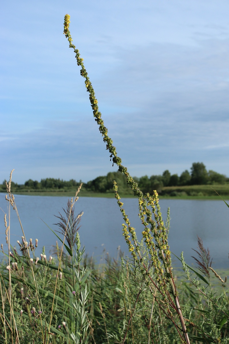 Image of Verbascum nigrum specimen.