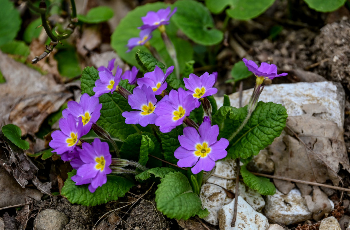 Image of Primula vulgaris specimen.