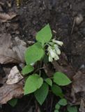 View full-size image Symphytum grandiflorum