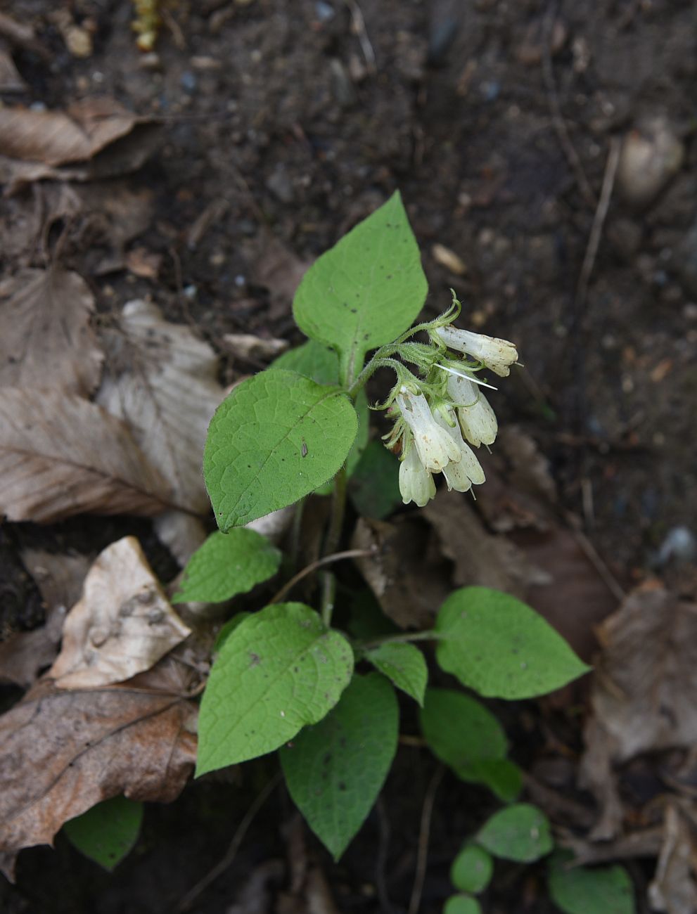 Image of Symphytum grandiflorum specimen.