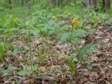 Смотреть изображение Lathyrus aureus
