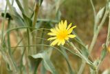 Смотреть изображение род Tragopogon