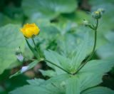 Смотреть изображение род Ranunculus