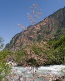 View full-size image Calamagrostis balkharica