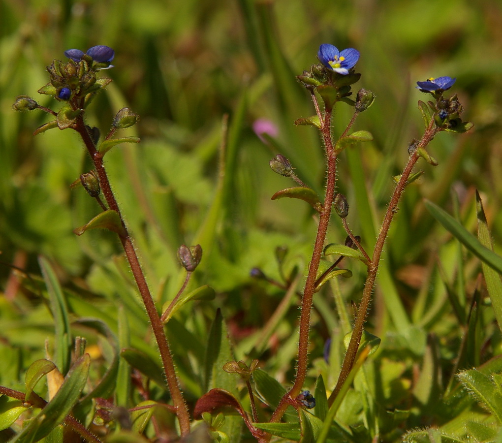 Изображение особи Veronica acinifolia.