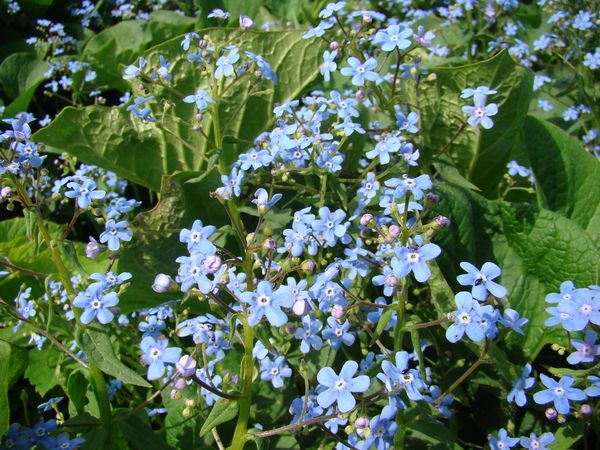 Изображение особи Brunnera sibirica.