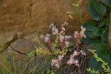 View full-size image Sedum hispanicum