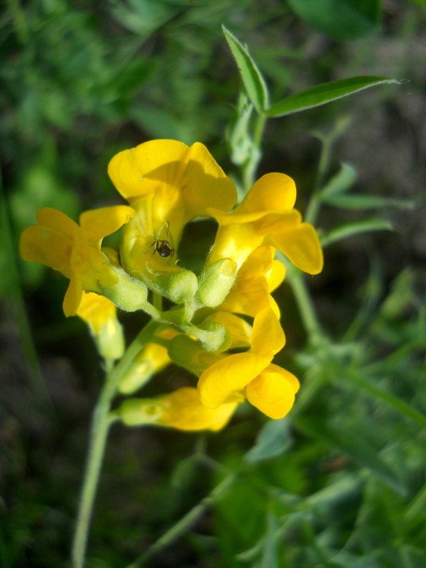 Image of Lathyrus pratensis specimen.