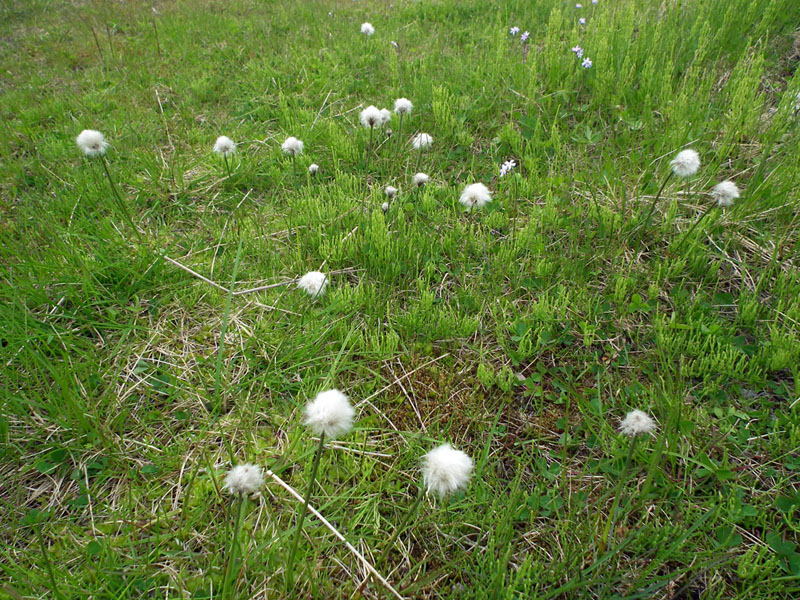 Image of Eriophorum scheuchzeri specimen.