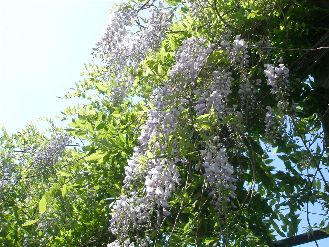 Изображение особи Wisteria sinensis.