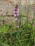 Stachys palustris