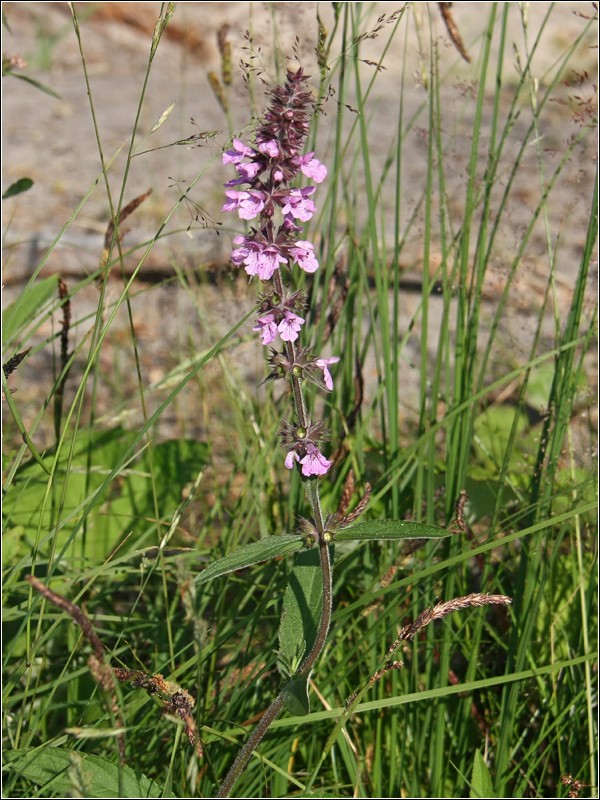 Image of Stachys palustris specimen.