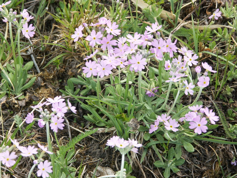 Изображение особи Primula farinosa.