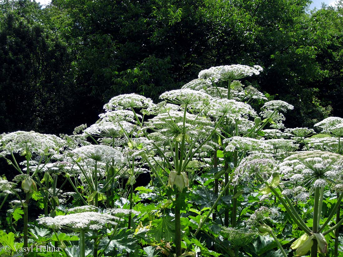 Image of Heracleum mantegazzianum specimen.