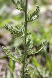 Achillea arabica. Средняя часть побега. Таджикистан, предгорья Гиссарского хр., Северные холмы. 02.05.2011.