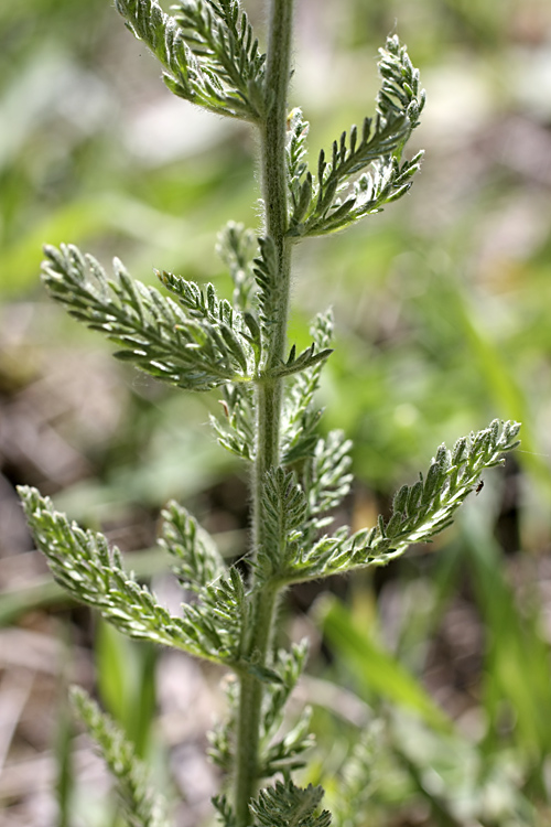 Image of Achillea arabica specimen.