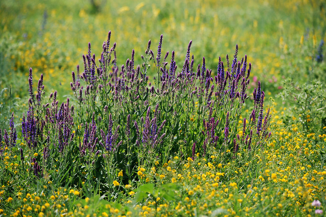 Image of Salvia tesquicola specimen.