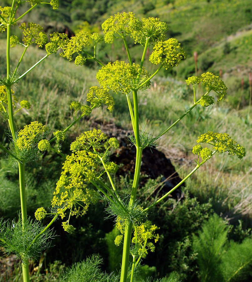 Изображение особи Prangos pabularia.