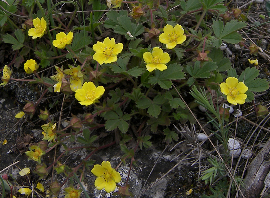 Изображение особи Potentilla incana.