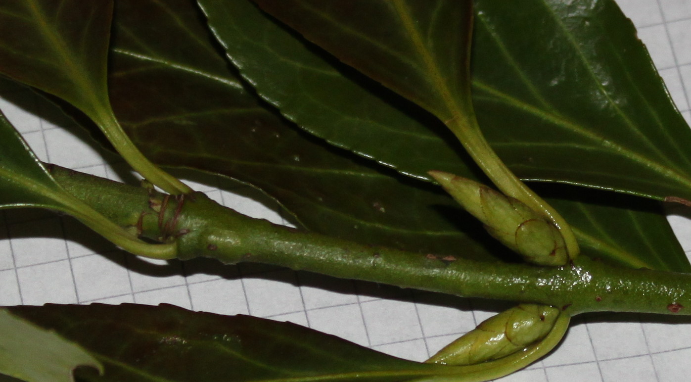 Image of Euonymus fortunei specimen.