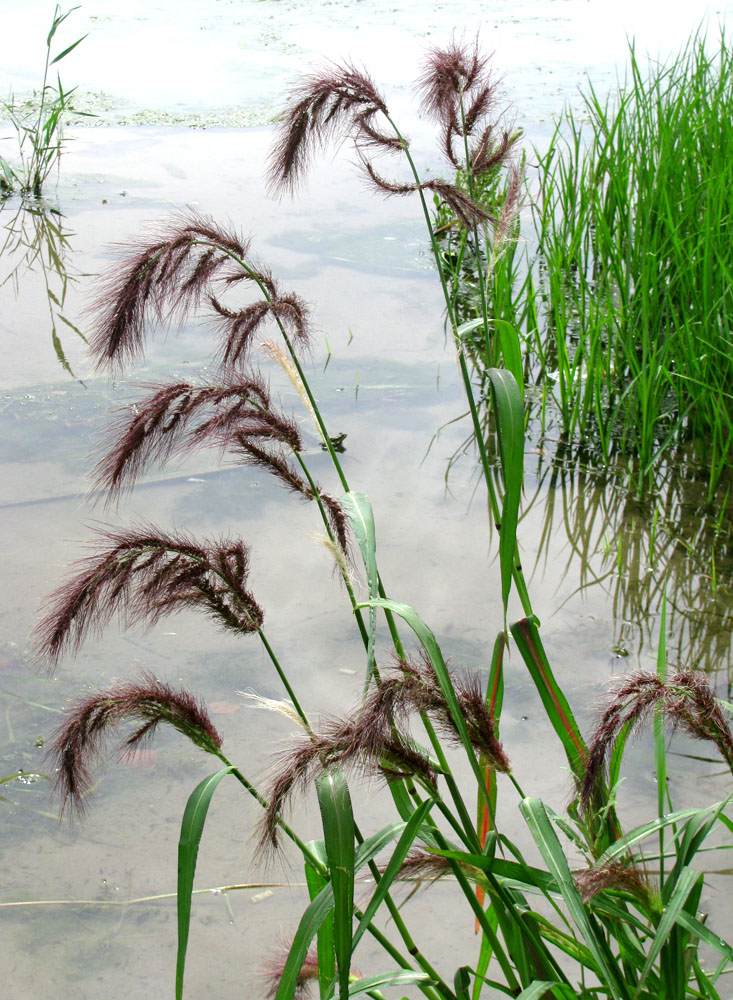 Изображение особи Echinochloa tzvelevii.