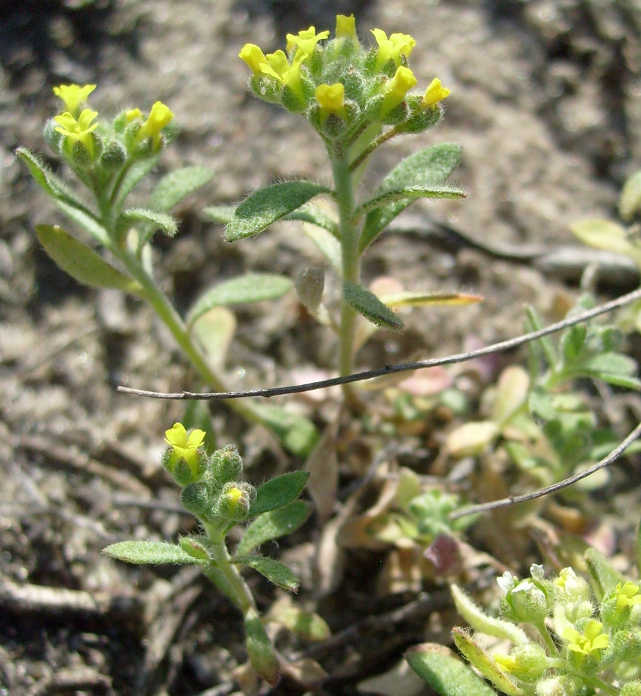 Image of genus Alyssum specimen.