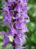 Dactylorhiza fuchsii. Средняя часть соцветия. Украина, Ивано-Франковская обл., Надворнянский р-н, с. Максимец, под деревьями. 20 июня 2011 г.