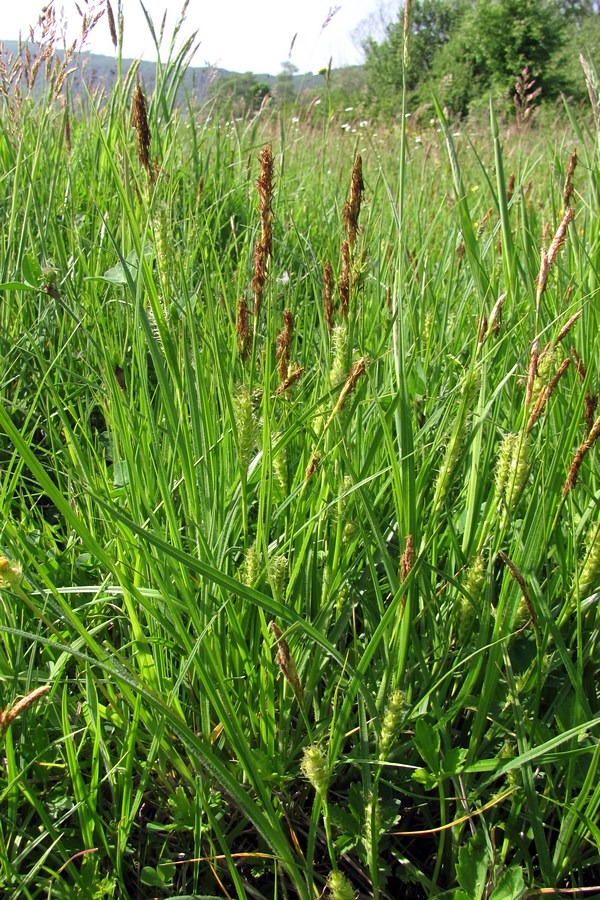 Image of Carex hirta specimen.