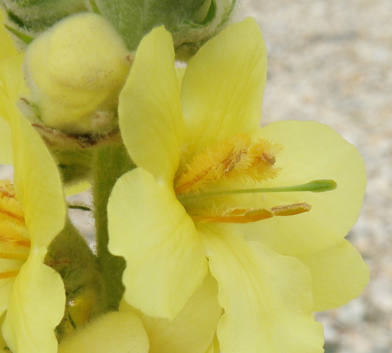 Image of Verbascum ovalifolium specimen.