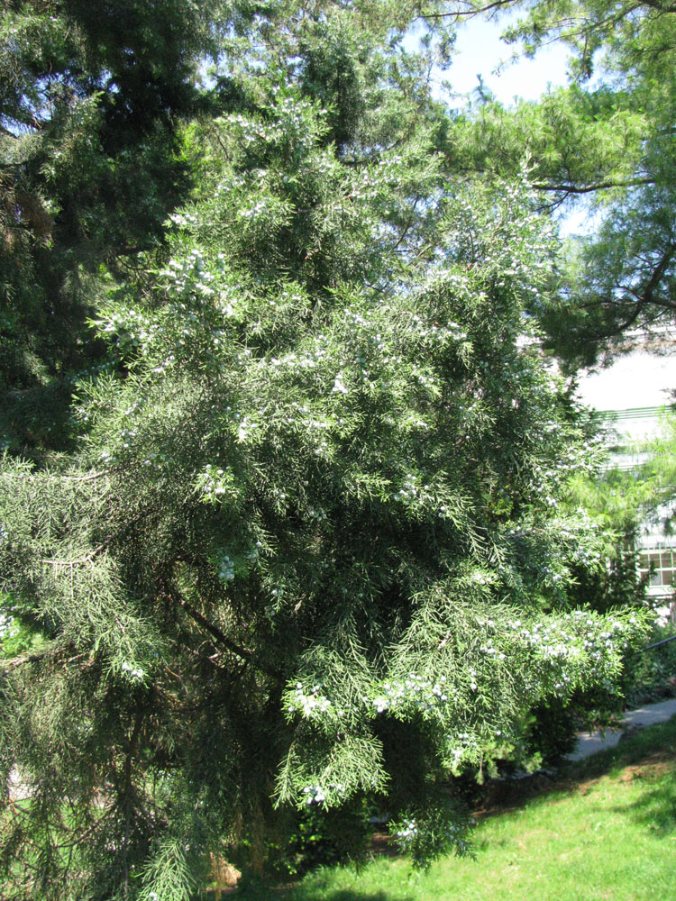 Image of Juniperus excelsa specimen.