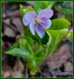 Viola mirabilis. Верхушка побега с цветком. Чувашия, окр. г. Шумерля, берег р. Сура, устье р. Шумерлинка. 27 апреля 2009 г.