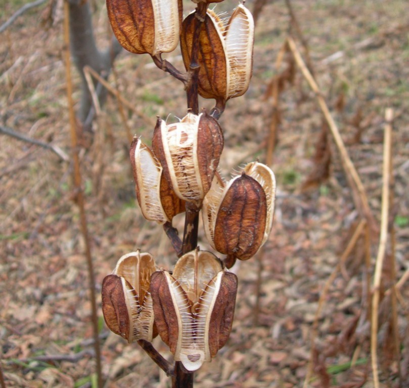 Image of Cardiocrinum cordatum specimen.