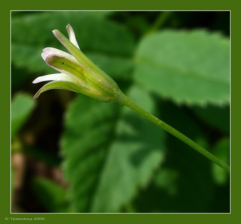 Image of Gagea lutea specimen.