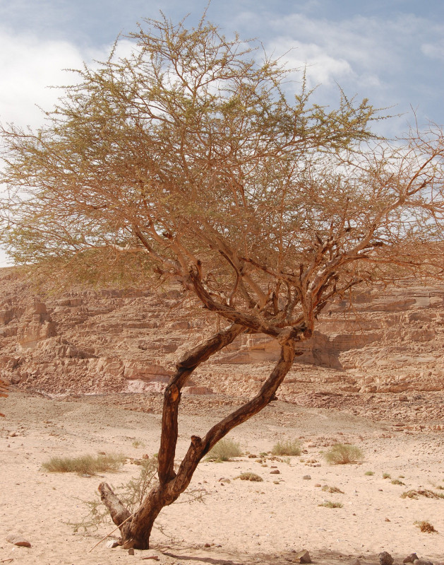 Image of Vachellia tortilis specimen.