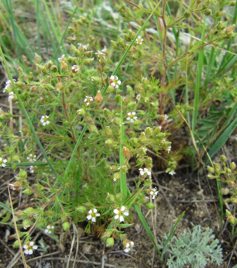 Изображение особи Chamaerhodos erecta.