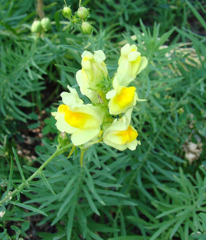 Изображение особи Linaria vulgaris.