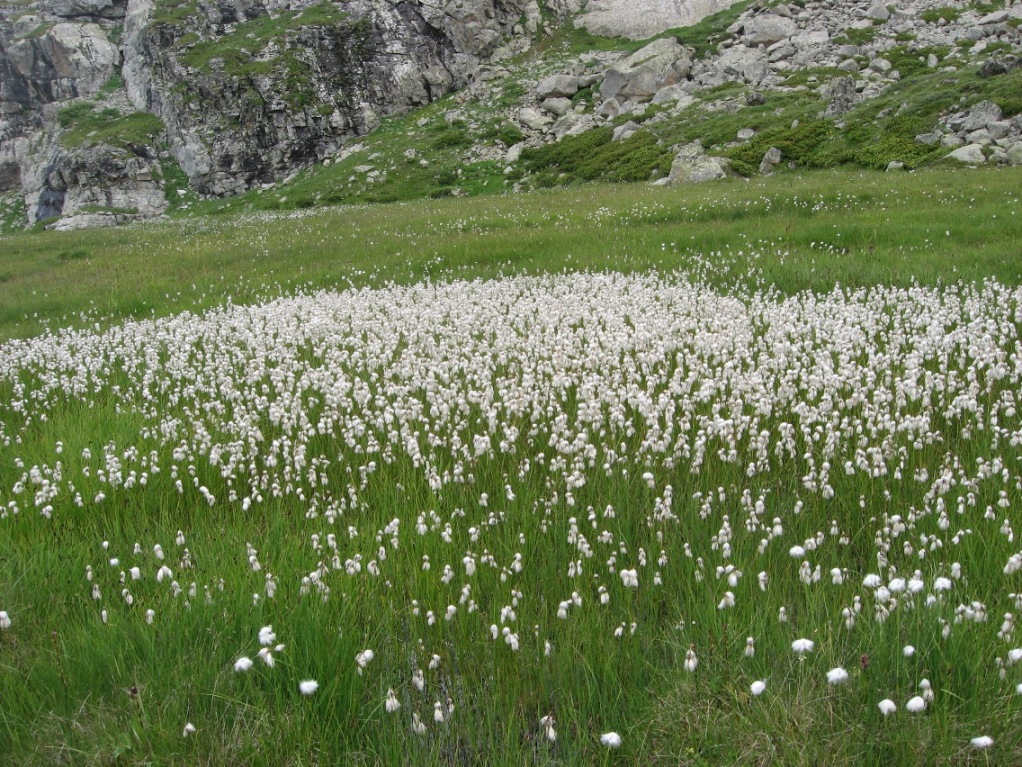 Изображение особи род Eriophorum.