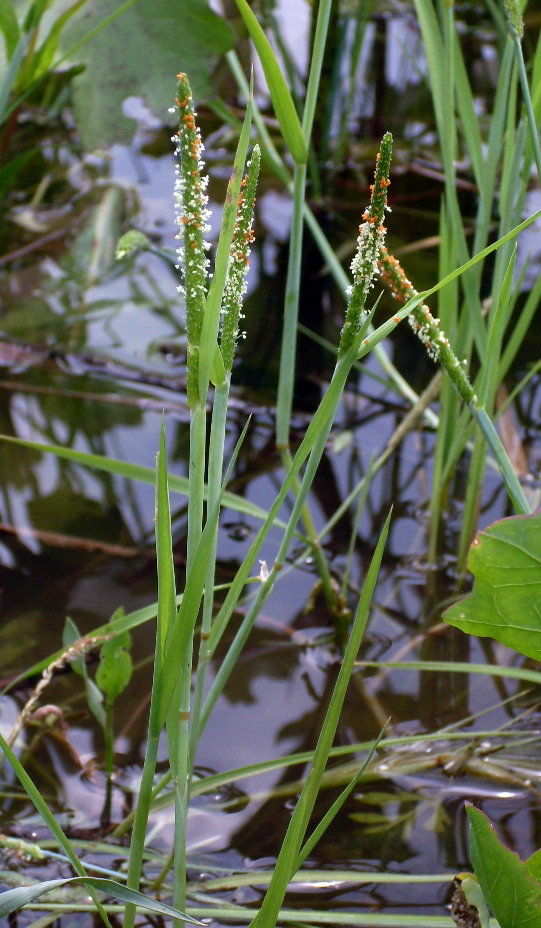 Image of Alopecurus aequalis specimen.