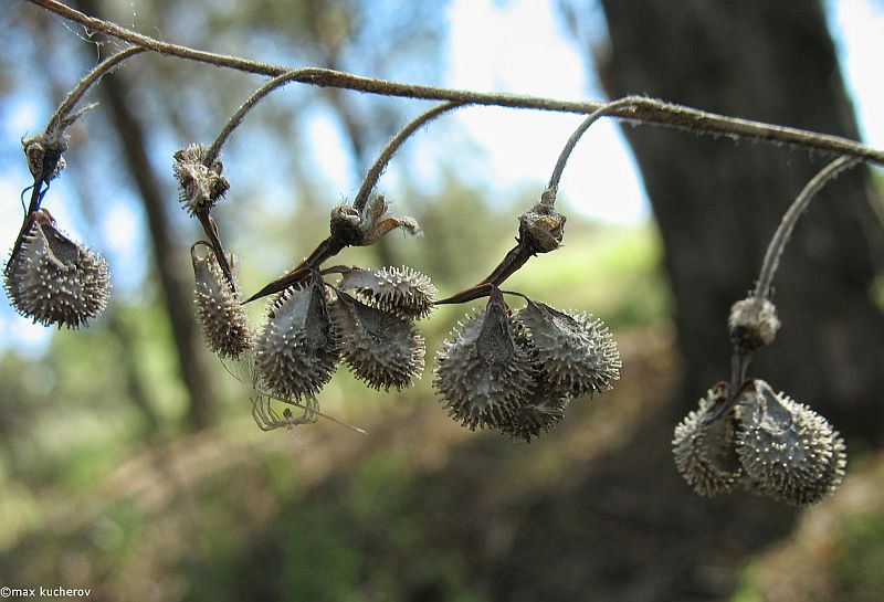 Image of Cynoglossum officinale specimen.