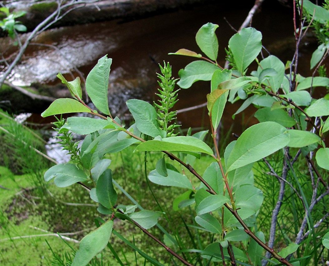 Изображение особи Salix hastata.