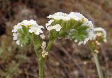 Heliotropium suaveolens. Соцветие. Украина, г. Запорожье, о-в Хортица, западный берег. 04.08.2013.