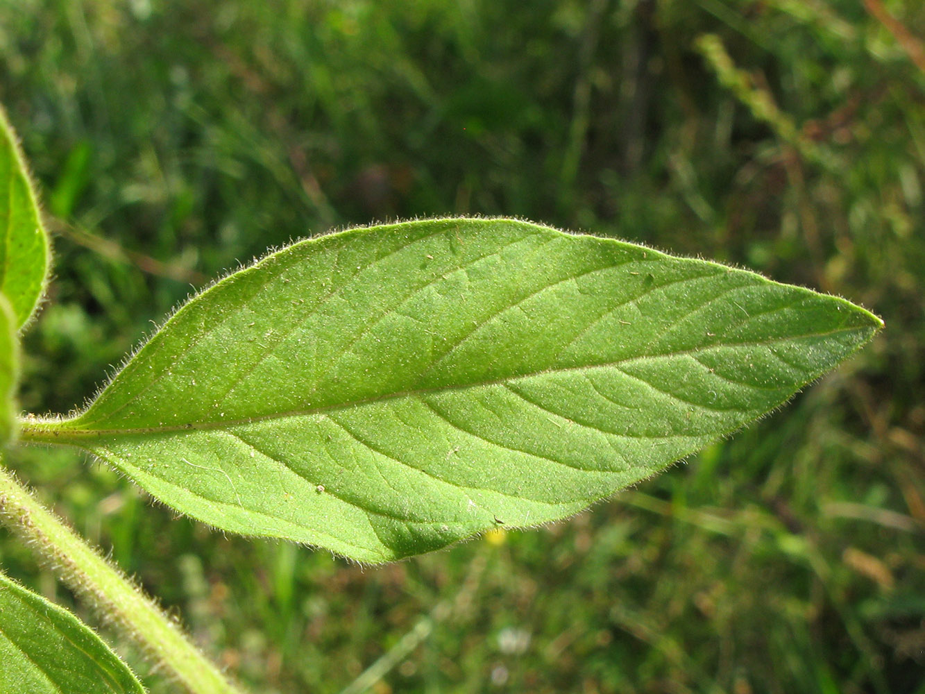 Image of Lysimachia verticillaris specimen.